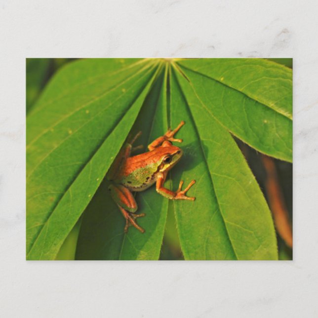 USA, Washington, Seattle, Discovery Park 2 Postkarte (Vorderseite)