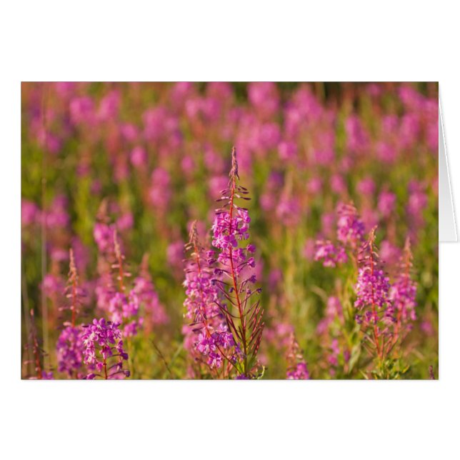USA, Washington, Seattle, Discovery Park 3 (Vorderseite (Horizontal))
