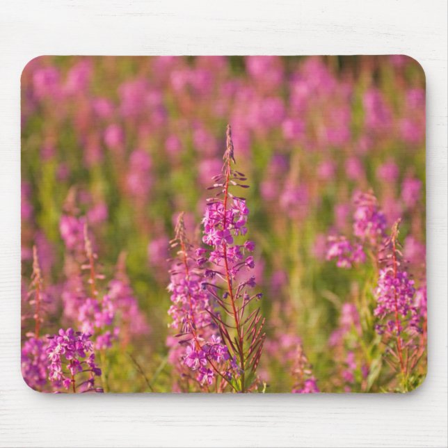 USA, Washington, Seattle, Discovery Park 3 Mousepad (Vorne)