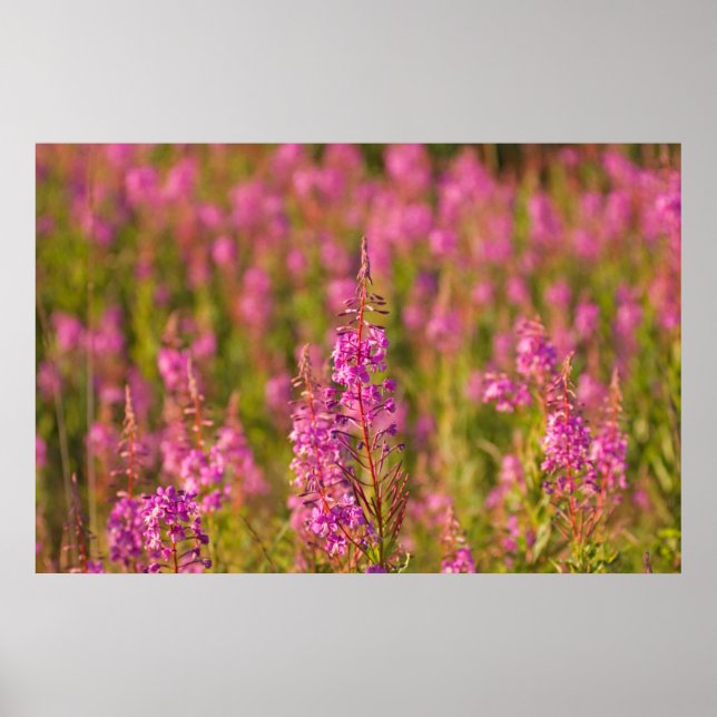 USA, Washington, Seattle, Discovery Park 3 Poster (Vorne)