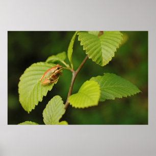 USA, Washington, Seattle, Discovery Park Poster