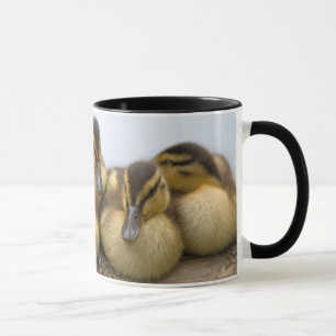 USA, Washington, Seattle, Lake Washington Tasse