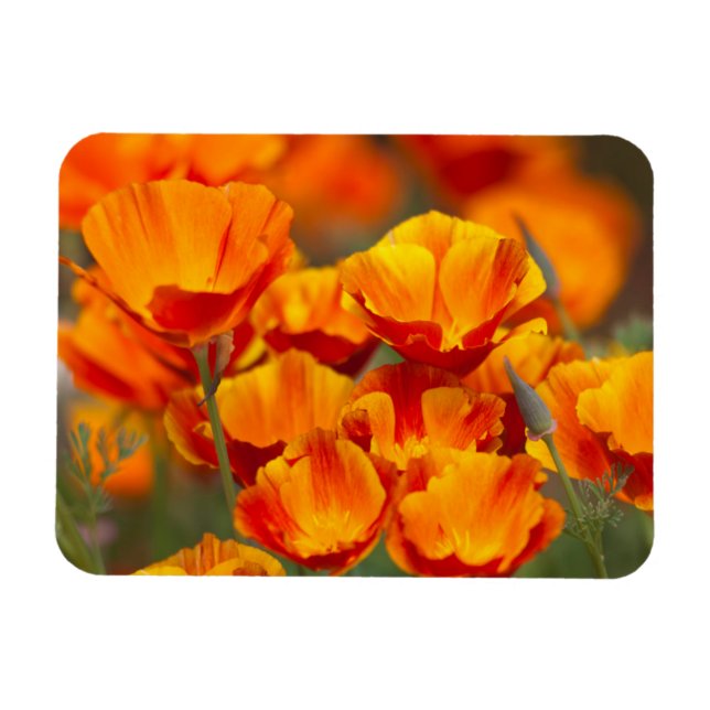 USA, Washington, Seattle Magnet (Horizontal)