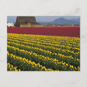 USA, Washington, Skagit Valley. Tulpenfelder 2 Postkarte