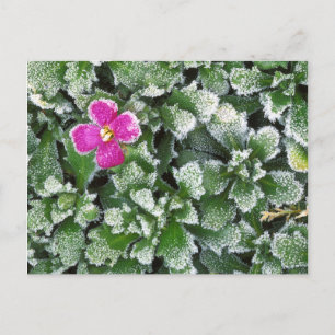 USA, Washington, Spokane County, Rockress Postkarte