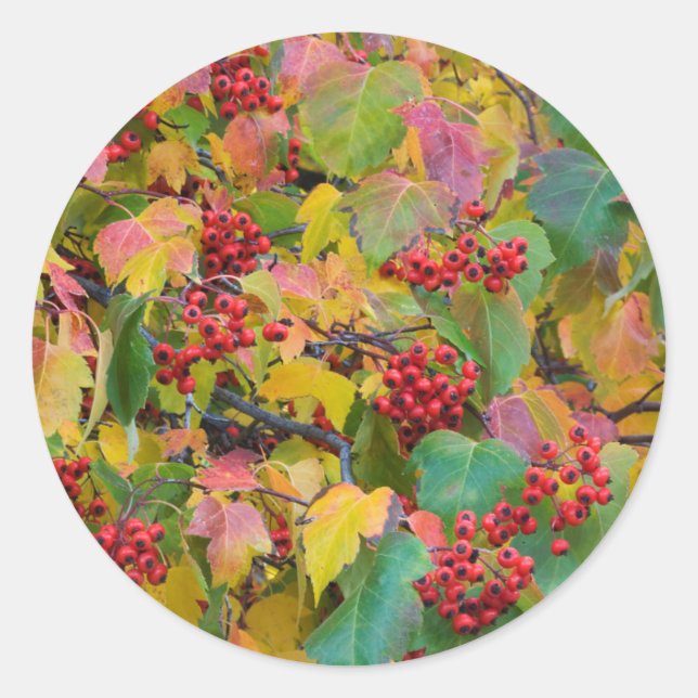 USA, Washington, Spokane Landkreis, Hawthorn Blätt Runder Aufkleber (Vorderseite)