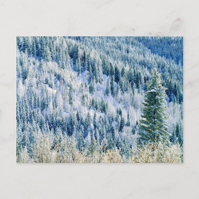 USA, Washington, Spokane Staat Park, Aspen 2 Postkarte (Vorderseite)