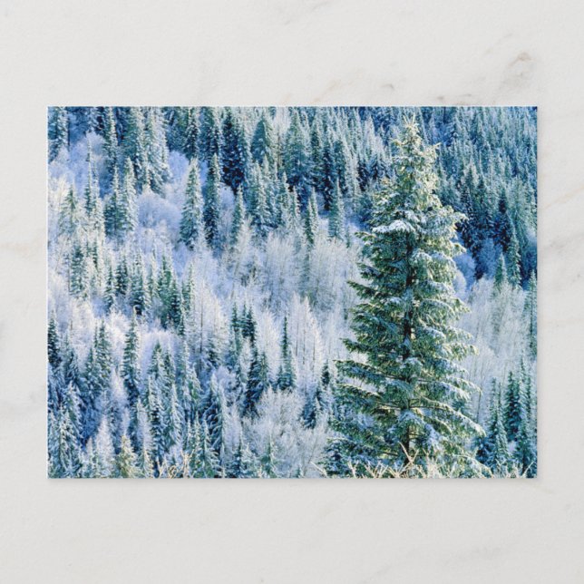 USA, Washington, Spokane Staat Park, Aspen Postkarte (Vorderseite)