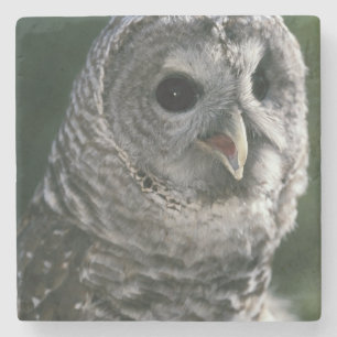 USA, Washington-Staat. Abgehaltene Eule (Strix Steinuntersetzer