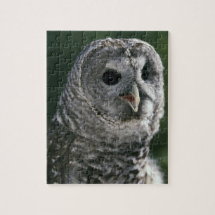 USA, Washington Staat. Barred Owl (Strix varia)
