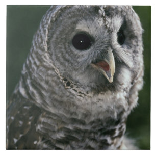 USA, Washington Staat. Barred Owl (Strix varia) Fliese