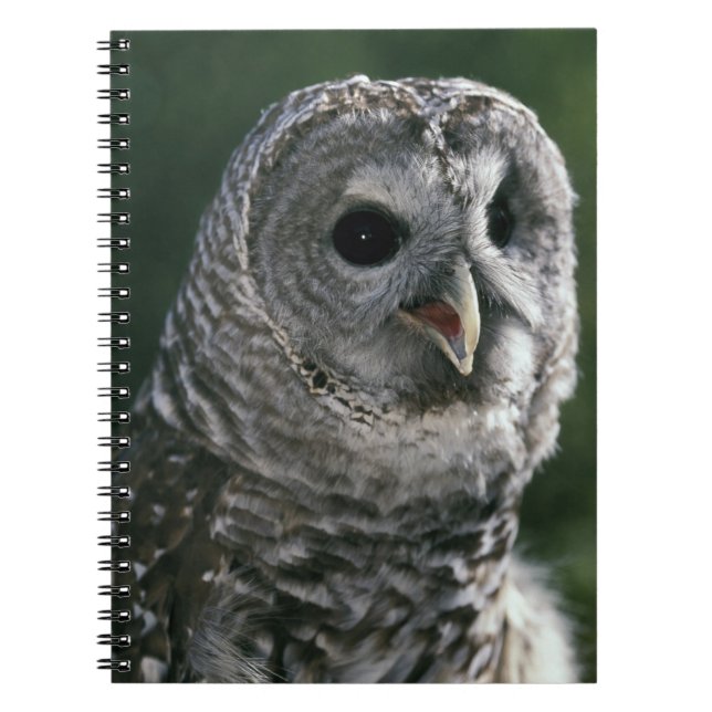 USA, Washington Staat. Barred Owl (Strix varia) Notizblock (Vorderseite)