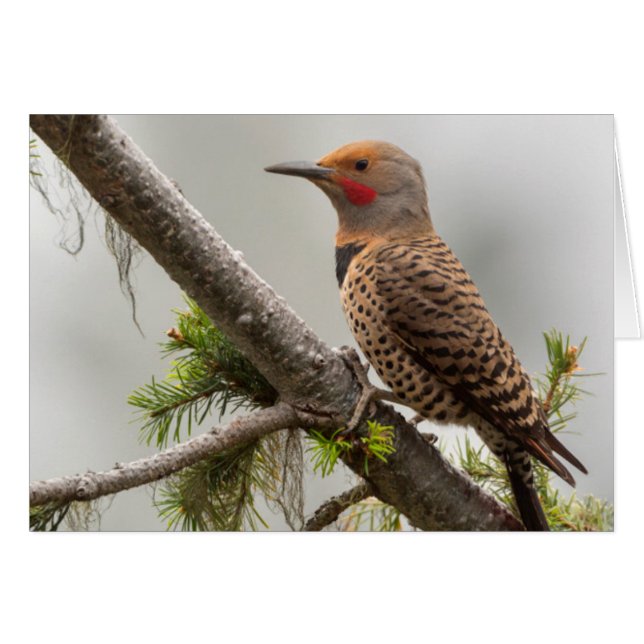 USA, Washington Staat. Männlicher Nordflicker 2 (Vorderseite (Horizontal))
