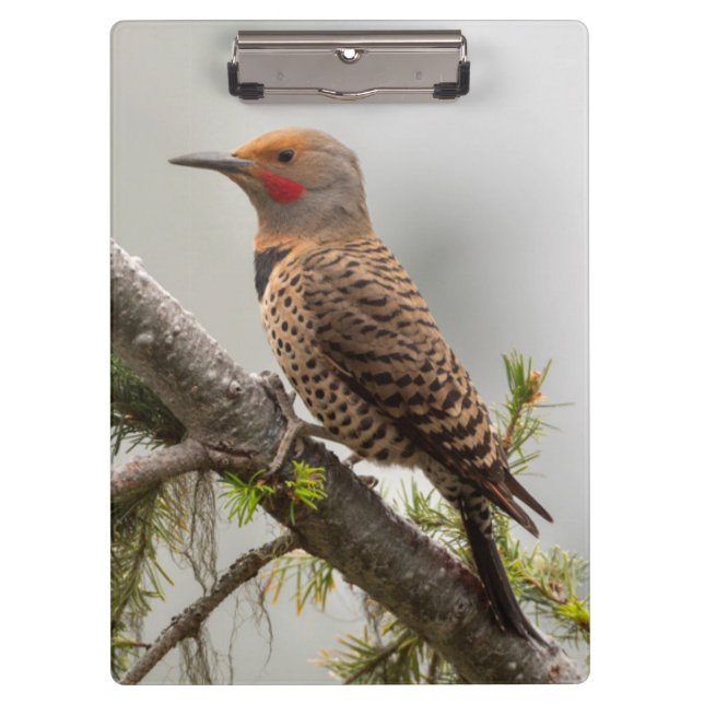 USA, Washington Staat. Männlicher Nordflicker 2 Klemmbrett (Vorderseite)