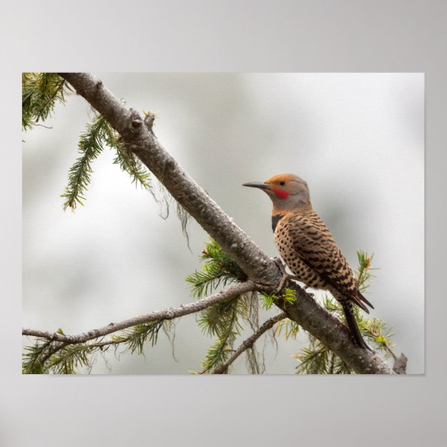 USA, Washington Staat. Männlicher Nordflicker 2 Poster (Vorne)