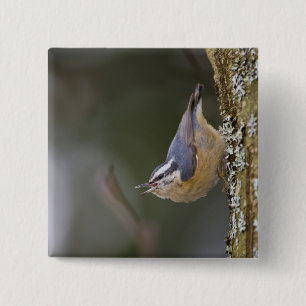 USA, Washington Staat, Rothatch, Button