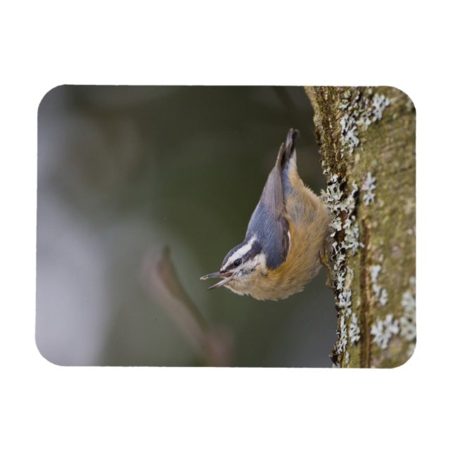 USA, Washington Staat, Rothatch, Magnet (Horizontal)