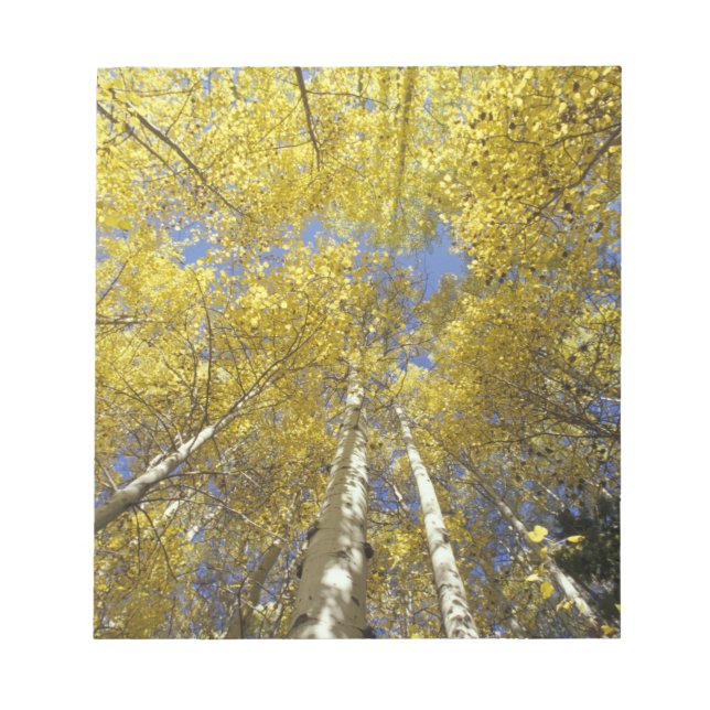 USA, Washington, Stevens Pass Herbstfarbene Aspen Notizblock (Vorderseite)