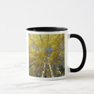 USA, Washington, Stevens Pass Herbstfarbene Aspen Tasse