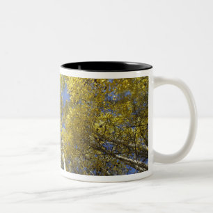 USA, Washington, Stevens Pass Herbstfarbene Espen Zweifarbige Tasse