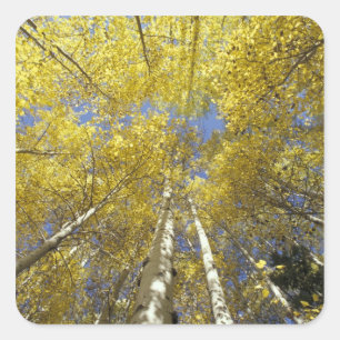 USA, Washington, Stevens Pass Herbstlich gefärbte  Quadratischer Aufkleber