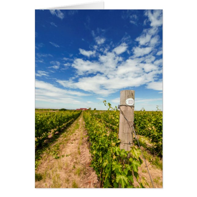 USA, Washington, Walla. Cabernet Sauvignon (Vorne)