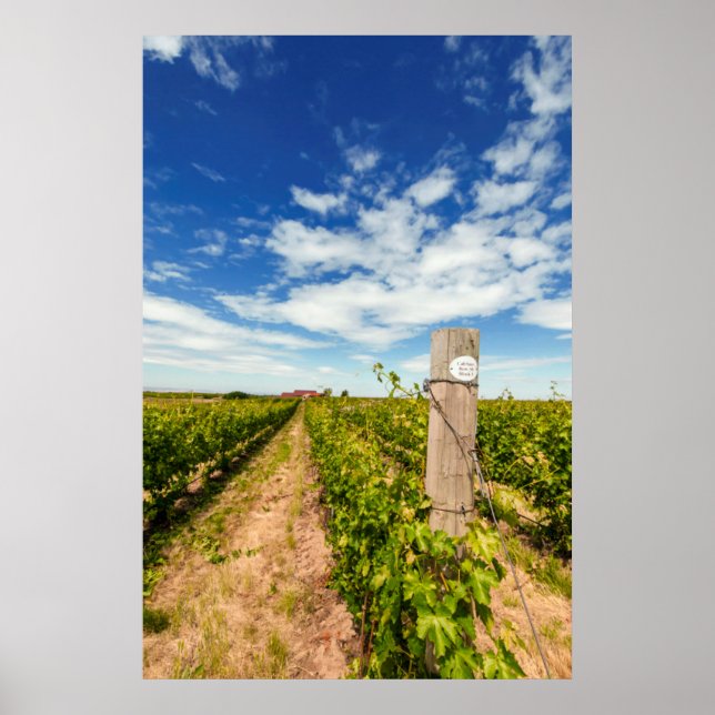 USA, Washington, Walla. Cabernet Sauvignon Poster (Vorne)
