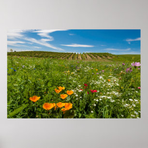 USA, Washington, Walla Walla. Wildblumen Poster