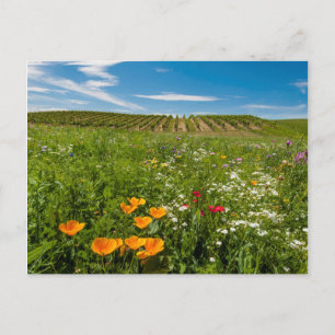 USA, Washington, Walla Walla. Wildblumen Postkarte