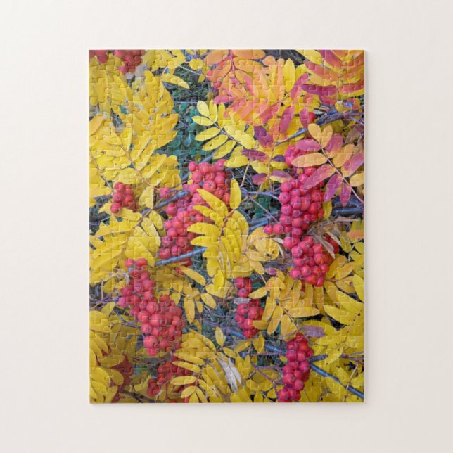 USA, Washington, Western Mountain Ash, Okanogan (Vertikal)
