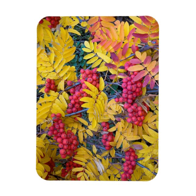 USA, Washington, Western Mountain Ash, Okanogan Magnet (Vertikal)