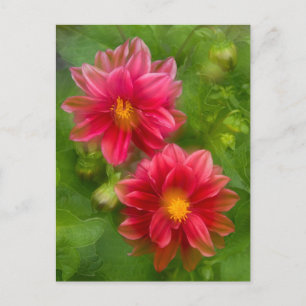 USA, Washington, Whidbey Island. Dahlienmontage Postkarte