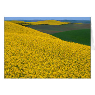 USA, Washington, Whitman County, Palouse, Raps