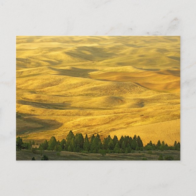 USA, Washington, Whitman County, Palouse, Wheat Postkarte (Vorderseite)