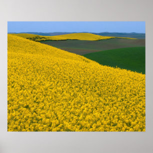 USA, Washington, Whitman Landkreis, Palouse, Canol Poster