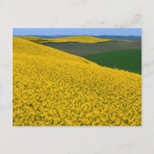 USA, Washington, Whitman Landkreis, Palouse, Canol Postkarte