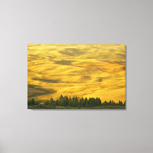 USA, Washington, Whitman Landkreis, Palouse, Wheat Leinwanddruck