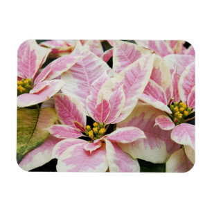 USA, Washington, Woodinville, Kinderzimmer Molbak, Magnet