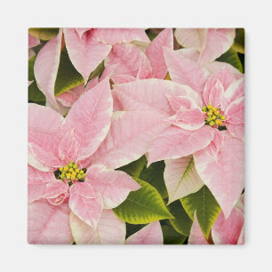 USA, Washington, Woodinville, Molbak's Nursery, 4 Magnet