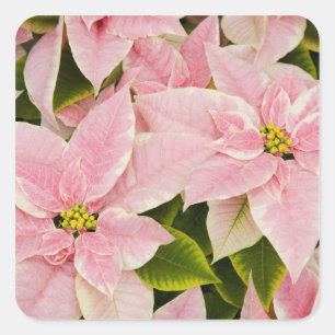 USA, Washington, Woodinville, Molbak's Nursery, 4 Quadratischer Aufkleber