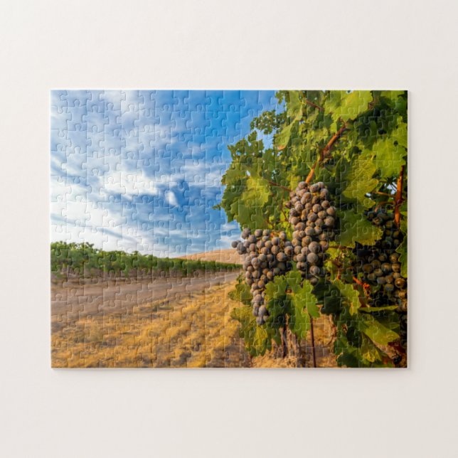 USA, Washington, Yakima Valley. Merlot-Trauben (Horizontal)