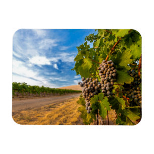 USA, Washington, Yakima Valley. Merlot-Trauben Magnet