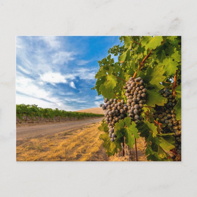 USA, Washington, Yakima Valley. Merlot Trauben Postkarte (Vorderseite)