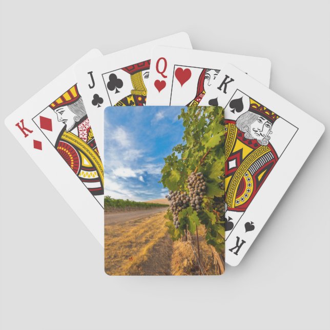 USA, Washington, Yakima Valley. Merlot-Trauben Spielkarten (Rückseite)