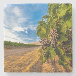 USA, Washington, Yakima Valley. Merlot-Trauben Steinuntersetzer