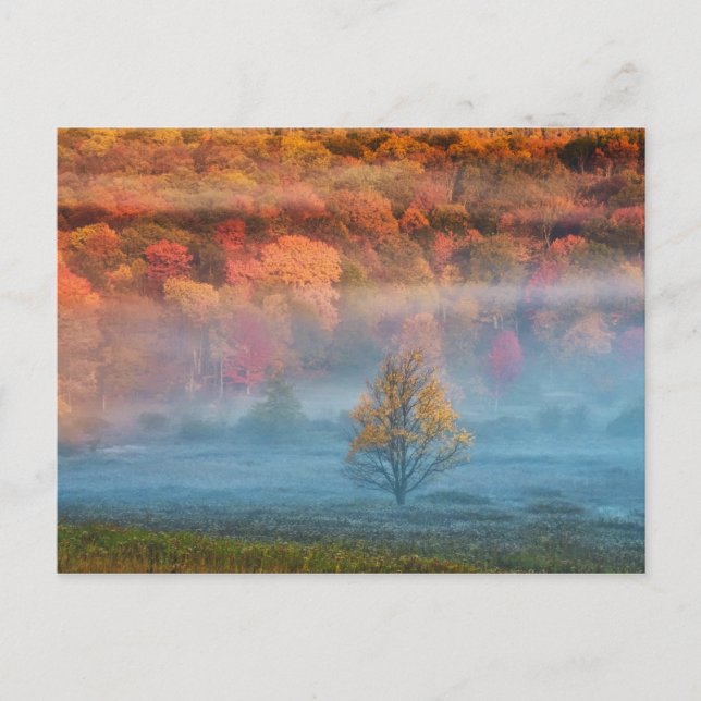 USA, West Virginia, Davis. Misty Tal und Postkarte (Vorderseite)