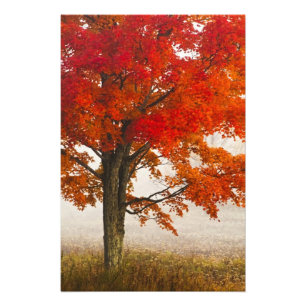 USA, West Virginia, Davis. Rotahorn-Ahorn im Herbs Fotodruck