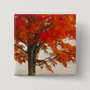 USA, West Virginia, Davis. Rotapfel im Herbst Button