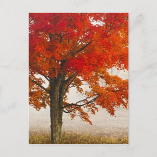 USA, West Virginia, Davis. Rotapfel im Herbst Postkarte