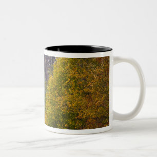 USA, West Virginia, Fayetteville. New River Zweifarbige Tasse